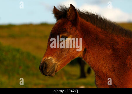 Pony selvatici sul puledro Dartmoor visualizzazione orizzontale Foto Stock