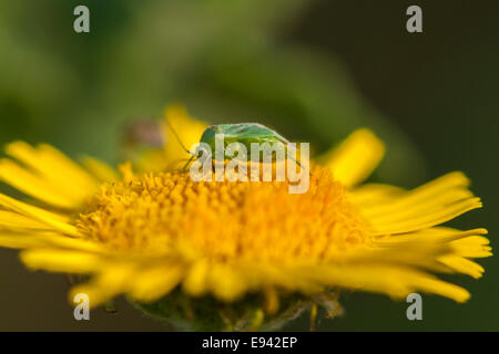 Una ripresa macro di un verde comune capside, Lygocoris pabulinus, alimentazione su un fiore giallo Foto Stock