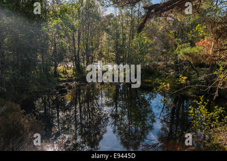 Riflessioni in una lochan accanto Garbh Uisge in Glen Affric, altopiani, Scozia Foto Stock