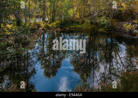 Riflessioni in una lochan accanto Garbh Uisge in Glen Affric, altopiani, Scozia Foto Stock