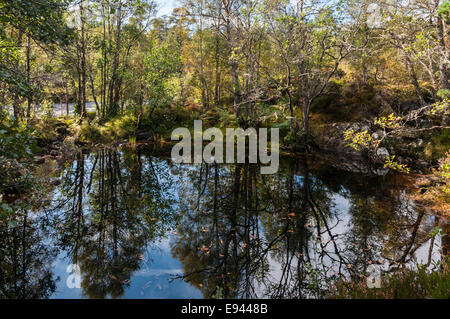 Riflessioni in una lochan accanto Garbh Uisge in Glen Affric, altopiani, Scozia Foto Stock