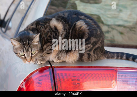 Tabby cat sulla vettura Foto Stock