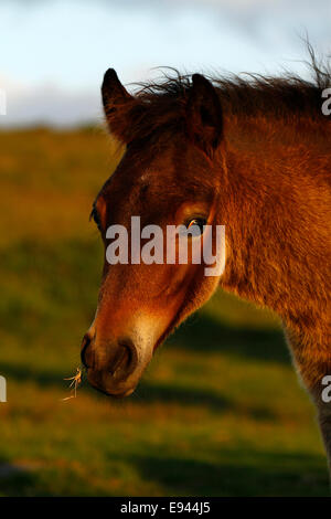 Puledro selvaggio a Dartmoor, visualizzazione verticale di una splendida baia di baby pony munching,guardando me startled con gli occhi aperti Foto Stock