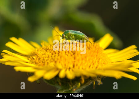 Una ripresa macro di un verde comune capside, Lygocoris pabulinus, alimentazione su una margherita. Foto Stock