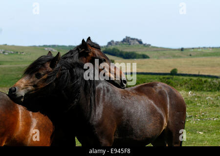 Paesaggio foto di due bay wild Dartmoor pony toelettatura ogni altro graffiare ogni altri dorsi, Hound Tor in background Foto Stock