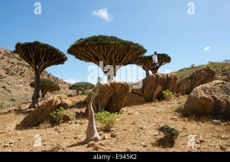 Socotra, Yemen: una guida yemenita in piedi su una roccia nel sangue di drago gli alberi della foresta nel altopiano Homhil Foto Stock