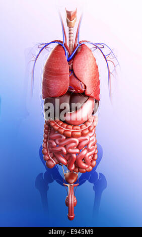 Illustrazione del maschio sistema digestivo artwork Foto Stock