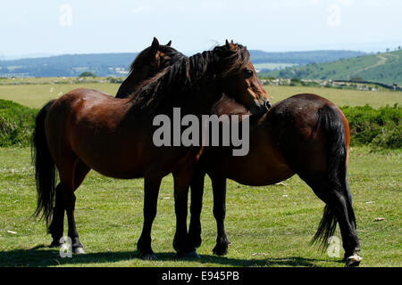 Paesaggio foto di due bay wild Dartmoor pony toelettatura ogni altro graffiare ogni altri dorsi con le loro bocche Foto Stock
