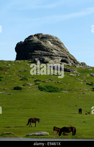 Pony selvatici a Dartmoor, ritratto foto del pony sulle pendici di HayTor, roccia di granito pila visitato da turisti Foto Stock