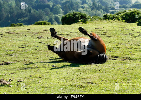 Pony selvatici a Dartmoor, questo è il rotolamento avente gambe di divertimento in aria calda e soleggiata giornata polverosi Foto Stock