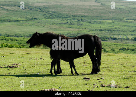 Wild Dartmoor mare & nuovo nato il lattante puledro, roaming libero sul aprire la brughiera Foto Stock