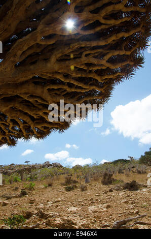 Socotra, Yemen: un raggio di luce attraversa un drago albero di sangue nell'Altopiano Homhil Foto Stock