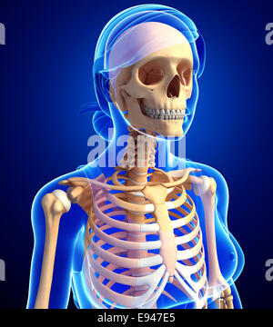 Illustrazione di scheletro umano anatomia Foto Stock