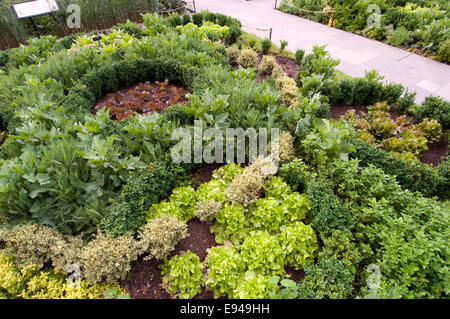 Erbe e circolare di lattuga KNOT GARDEN - Brooklyn Botanic Garden Foto Stock