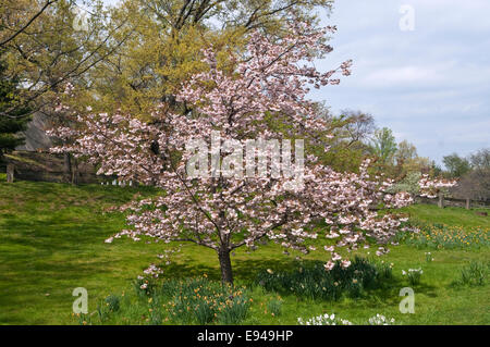 Giapponese albero ciliegio - PRUNUS 'SHIROFUGEN' Foto Stock