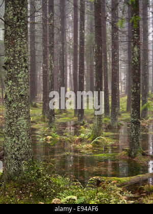 Saturo di acqua, foresta allagata pavimento dopo heavy rain nel Nordmarka Oslo Norvegia Foto Stock