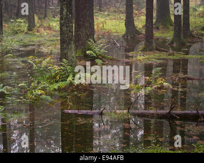 Saturo di acqua, foresta allagata pavimento dopo heavy rain nel Nordmarka Oslo Norvegia Foto Stock