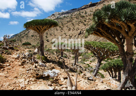 Socotra, panoramica del sangue di drago di alberi della foresta nel altopiano Homhil Foto Stock