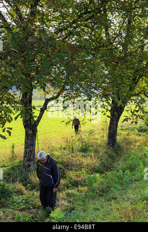 Gli uomini locali raccogliere le noci caduti da alberi crescente selvatici lungo la strada in autunno. Nevy-sur-Seille Jura Franche-Comte Francia Foto Stock