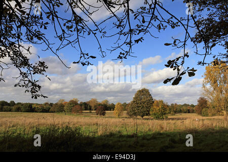 Nonsuch Park, CHEAM SURREY, Regno Unito. Il 19 ottobre 2014. Una bella e calda giornata in Nonsuch Park, con la luce del sole migliorando i colori dorati dell'autunno. Un popolare sito per cane per camminatori, Nonsuch Park si trova tra Cheam and Ewell nel Surrey, e fu la casa di Enrico VIII Nonsuch Palace in tempi di Tudor. È stata demolita nel 1682 lasciando solo le ex parco dei cervi. Credito: Julia Gavin UK/Alamy Live News Foto Stock