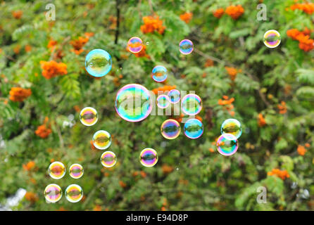 Bolle di sapone con riflessi colorati galleggianti in Early Morning Light Foto Stock