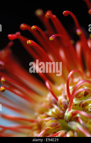 Close up di puntaspilli (Leucospermum) Protea Foto Stock