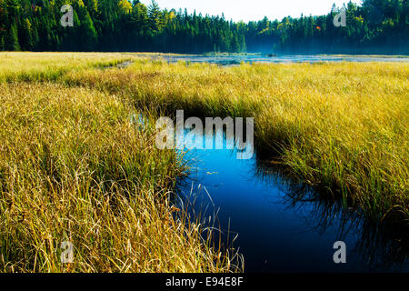 Algonquin Provincial Park Beaver Pond Trail i colori dell'autunno. Ontario Canada Foto Stock