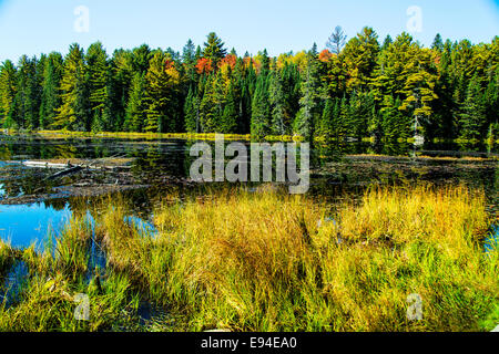 Algonquin Provincial Park Beaver Pond Trail i colori dell'autunno. Ontario Canada Foto Stock