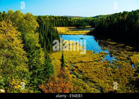 Algonquin Provincial Park Beaver Pond Trail i colori dell'autunno. Ontario Canada Foto Stock