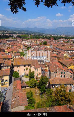 Lucca, vista di Lucca dalla Torre Guinigi, Toscana, Italia Foto Stock