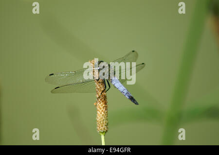 Libellula fulva - Blu Chaser Foto Stock