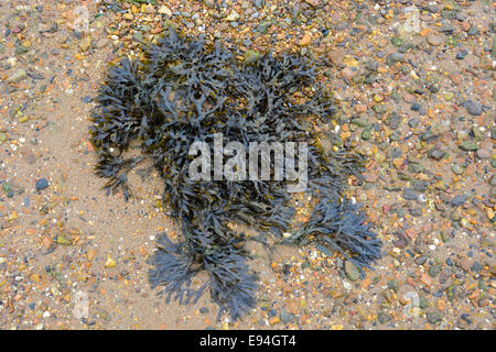 Wrack a spirale (Fucus spiralis) alghe marine Foto Stock