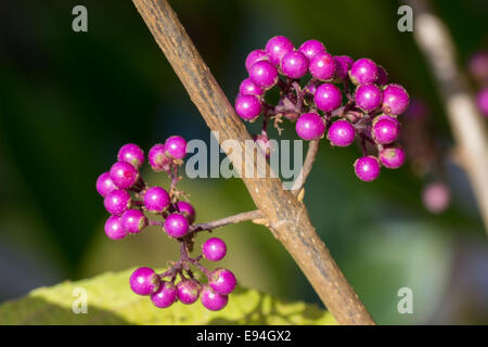 Bacche di colore viola di Arbusti decidui, Callicarpa bodinieri var. giraldii "Profusione' Foto Stock