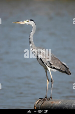 Airone cenerino, Ardea cinerea Foto Stock