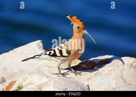 Upupa Upupa epops, su roccia Foto Stock