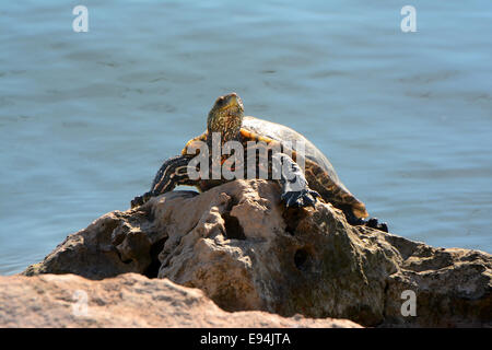 Palude turtle crogiolarsi al sole Foto Stock