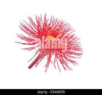 Australian eucalipto fiori rosso isolato su sfondo bianco Foto Stock