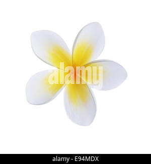 Il Frangipani plumeria Spa fiore isolato su bianco Foto Stock