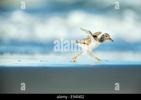 American Oystercatcher pulcino che corre lungo la Nickerson Beach, Long Island, New York, Stati Uniti d'America Foto Stock