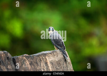 Appollaiato neonata Falco Pellegrino, Falco peregrinus, sulla roccia nel New Jersey Settentrionale Foto Stock