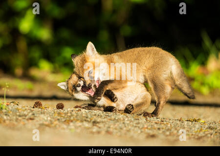 Adorabili rosso giovane kit Fox giocando con ciascun altro Foto Stock