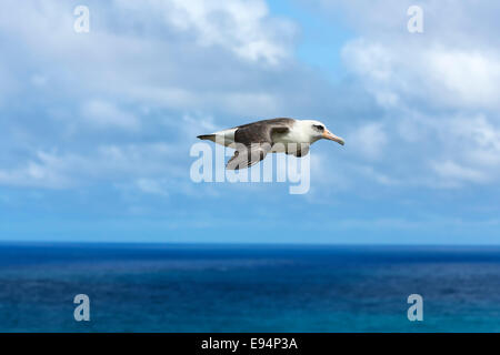 Laysan Albatross - Phoebastria immutabilis - volando a bassa quota sopra l'oceano a Kilauea Point National Wildlife Refuge, Kauai, Hawaii Foto Stock