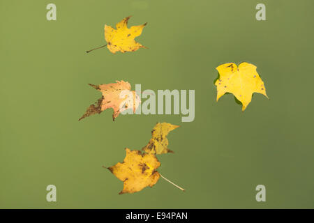 Caduto foglie di acero galleggiante su un laghetto verde Foto Stock