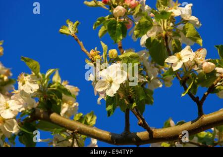 Apfelblüte - Apple Blossom 10 Foto Stock