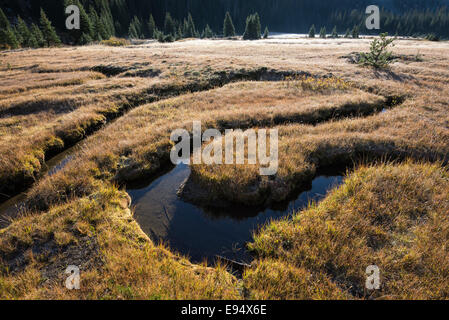 Piccolo ruscello tortuoso attraverso un prato in Oregon Wallowa della montagna. Foto Stock