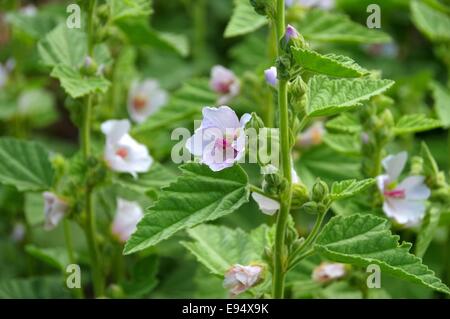 Echter su Eibisch - marshmallow comune 01 Foto Stock
