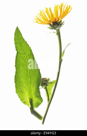 Enula (Inula helenium) Foto Stock