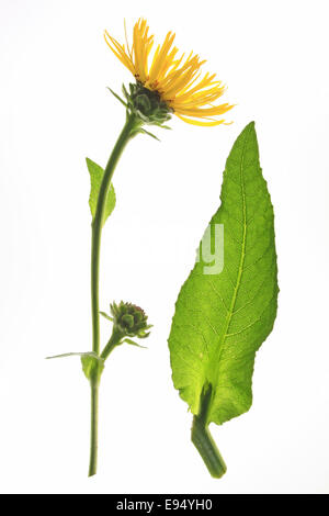 Enula (Inula helenium) Foto Stock