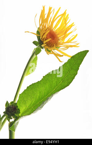 Enula (Inula helenium) Foto Stock