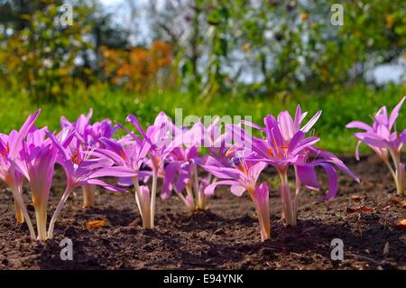 Herbstzeitlose - autunno crocus 06 Foto Stock